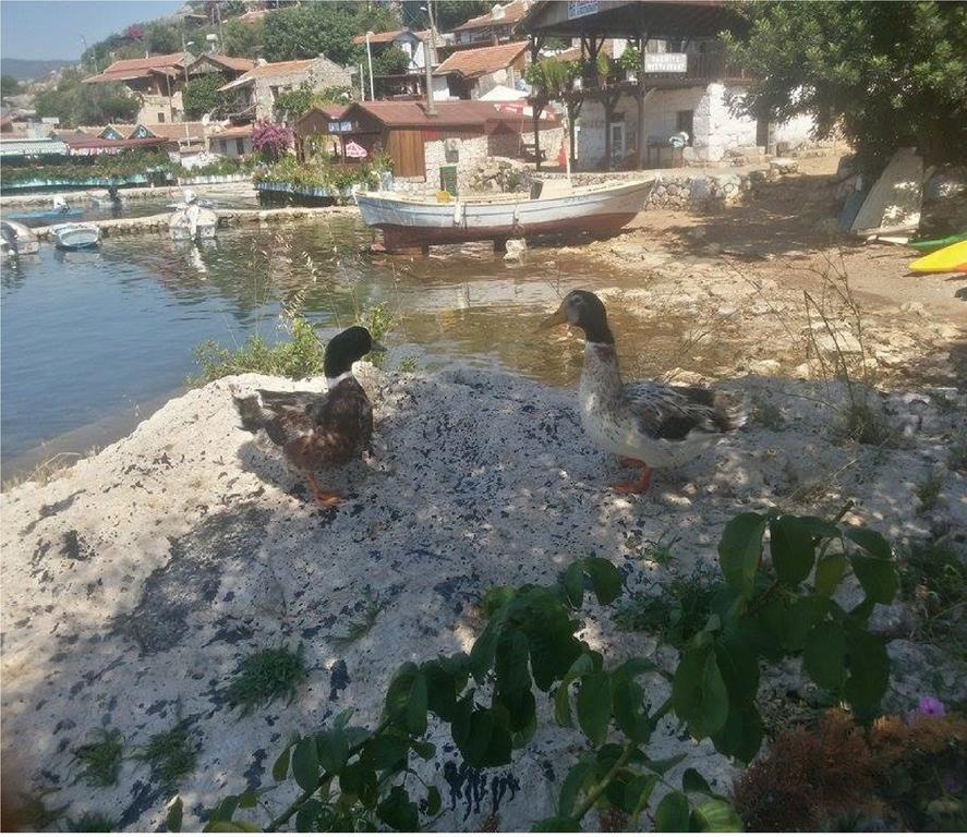 Sahil Pension Kaleucagiz Ngoại thất bức ảnh